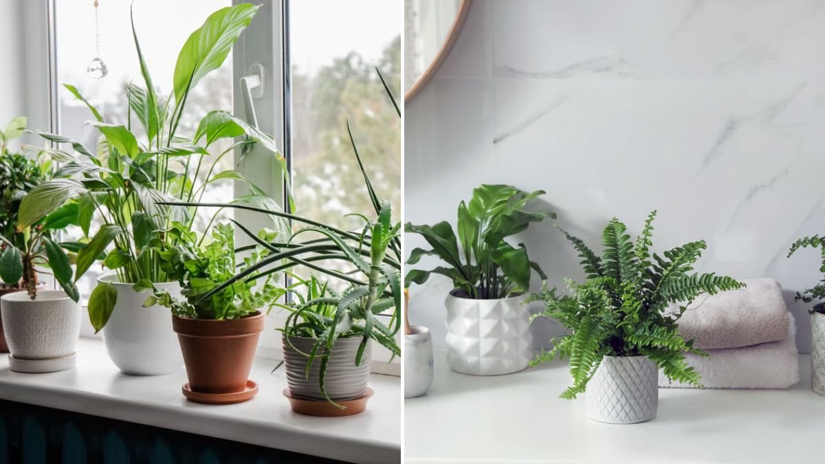 How To Grow 22 Houseplants By Division For Best Results — Complete 2026 Guide