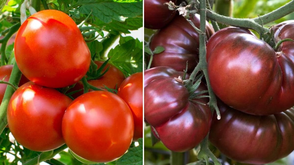 What Happens When You Grow Tomatoes From Tomatoes — 2026 Guide for Gardeners