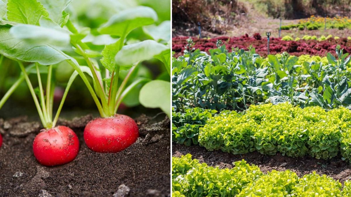 [FOCUS KEYWORD]: 5 Veggies That Grow Faster Than Grass! Quick Harvest Picks for Your Garden