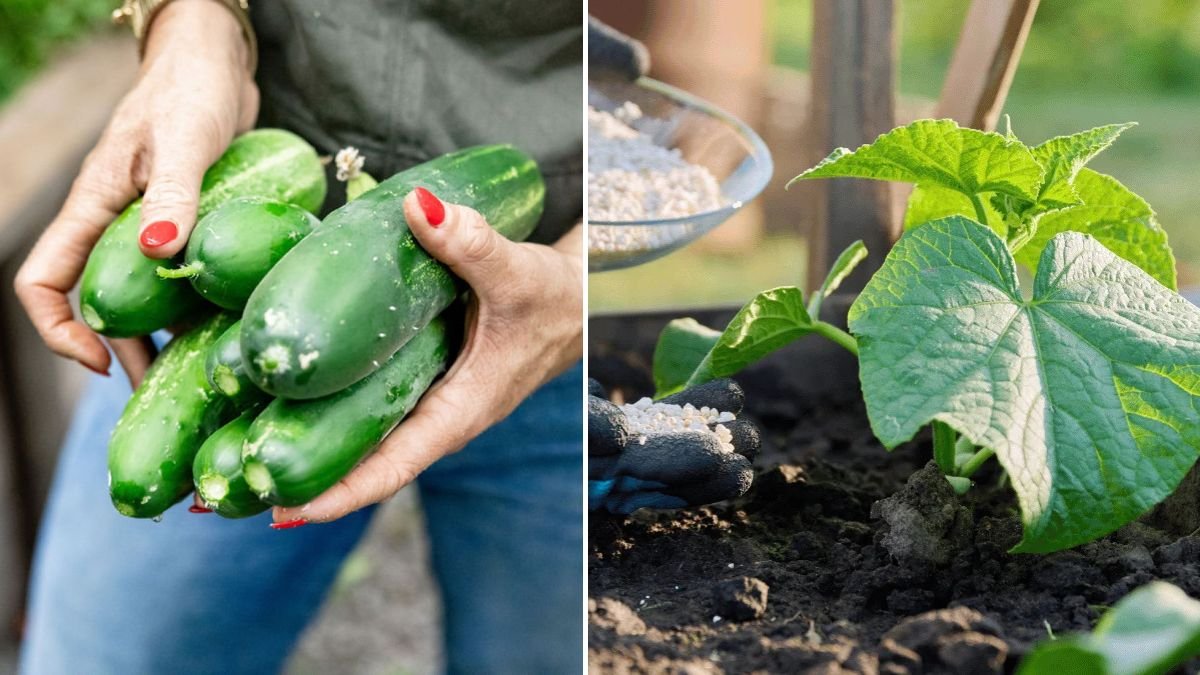 A Simple Organic Fertilizer Recipe for Cucumbers, Onions, and Tomatoes — 2026 Guide for Gardeners
