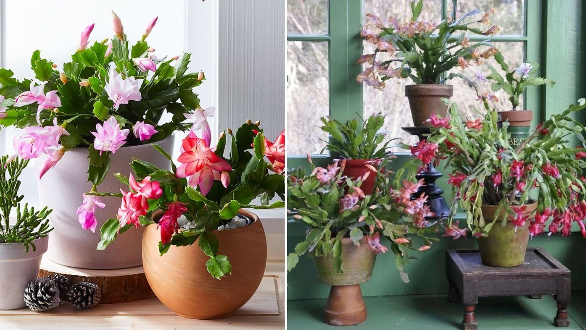 How to Care for a Christmas Cactus: Expert Tips for Blooming Success
