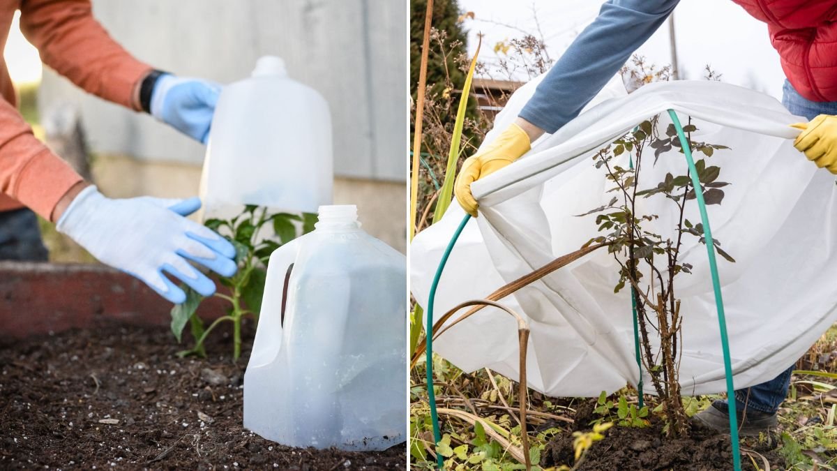 Should You Cover Outdoor Plants in the South During a Freeze Warning? [FOCUS KEYWORD]