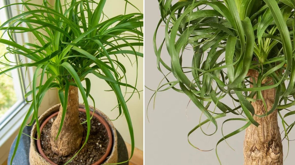 Ponytail Palm Plant Care – How to Grow Beaucarnea Successfully (Low-Maintenance Tips for 2026)