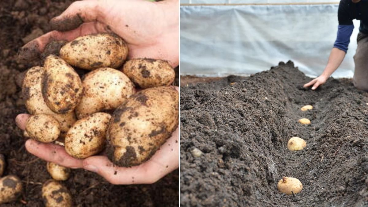 The Potato You Only Plant Once — Perennial and Hardy!