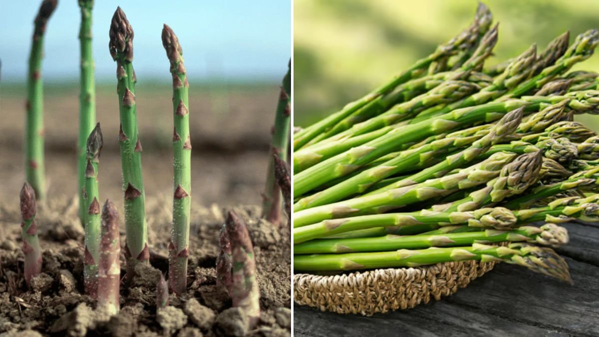 Top 10 Perennial Vegetables That Are Perfect for Sustainable Gardening