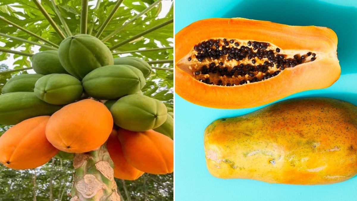 How to Grow Papaya at Home From Seed — Expert Tips for a Fast, Fruitful Tree