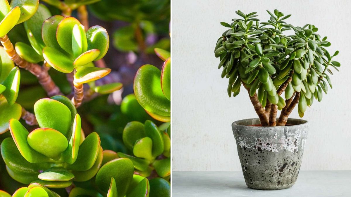 Jade Plant Care Made Easy: Essential Tips for Thriving Succulent Growth | [FOCUS KEYWORD]