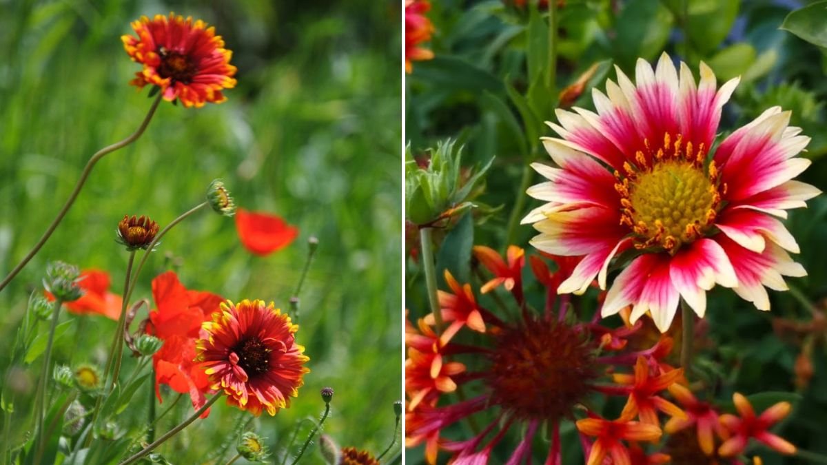 5 Essential Gardening Tips for Growing a Field of Blanket Flowers | [FOCUS KEYWORD]