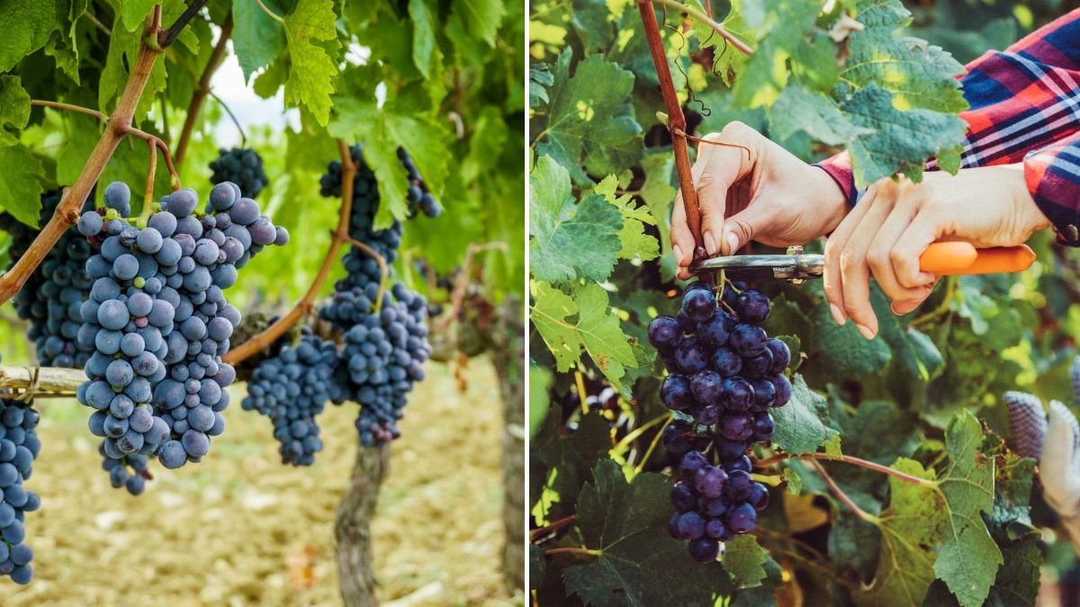 [FOCUS KEYWORD]: From Fruit to Vine — How I Grew a Grapevine (Satisfying Time-Lapse Guide & Tips)