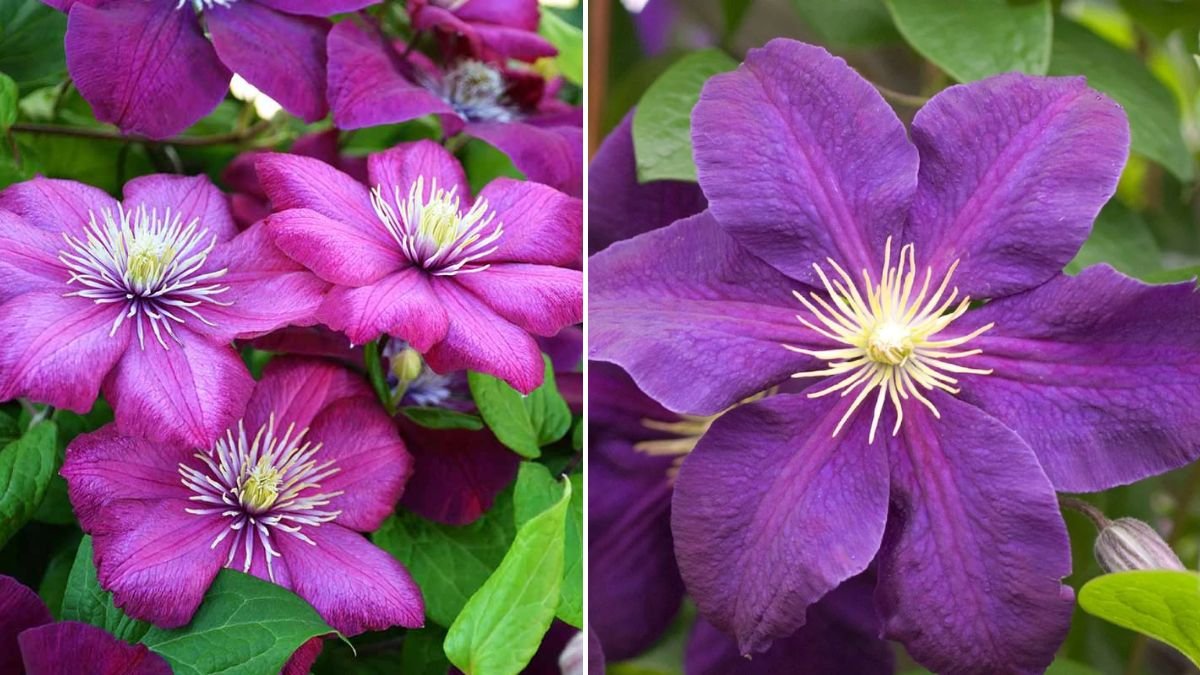 A Beginner’s Guide to Pruning Clematis — Simple Tips to Boost Blooms and Growth