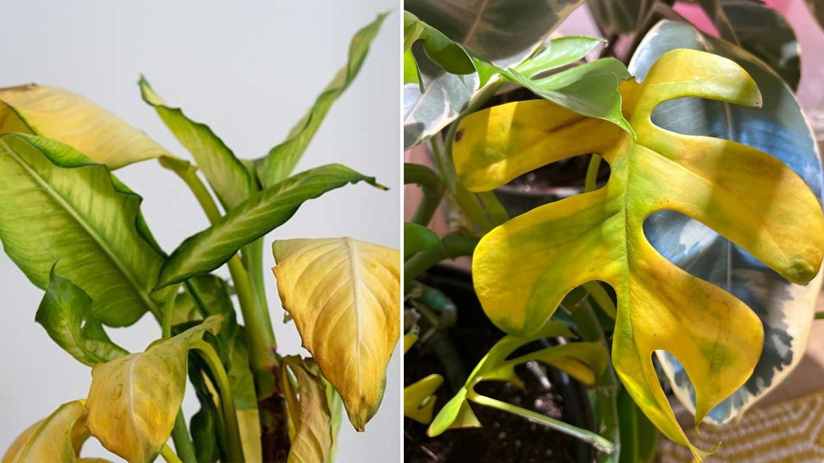 Why Your Houseplant Leaves Are Turning Yellow (And How to Fix It)