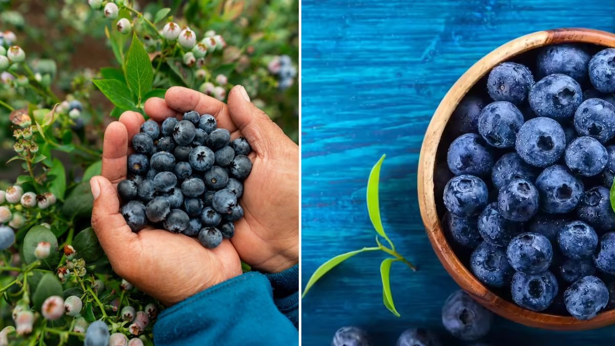 I Ate Blueberries Every Day for a Week—Here’s What Happened | [FOCUS KEYWORD]