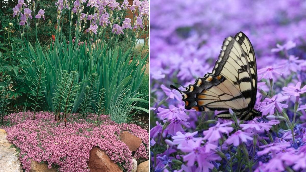 12 Stunning Ground Cover Ideas for Your Backyard | [FOCUS KEYWORD]