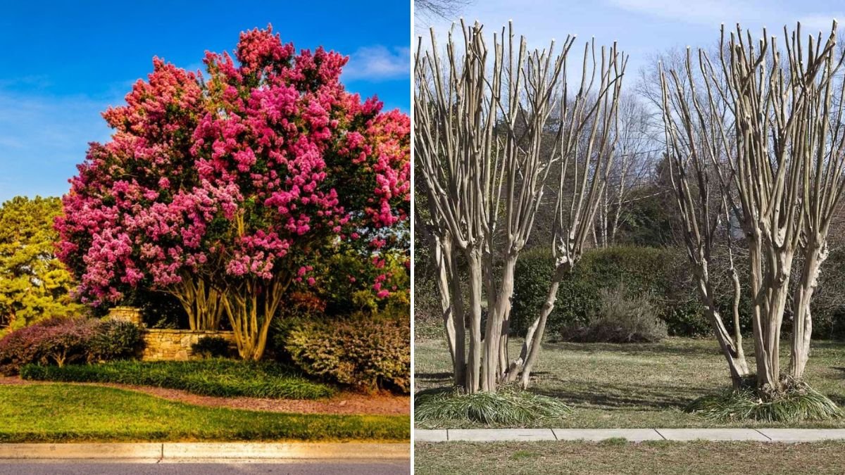 [FOCUS KEYWORD]: When to Prune Crepe Myrtles for Healthy Growth and Beautiful Blooms