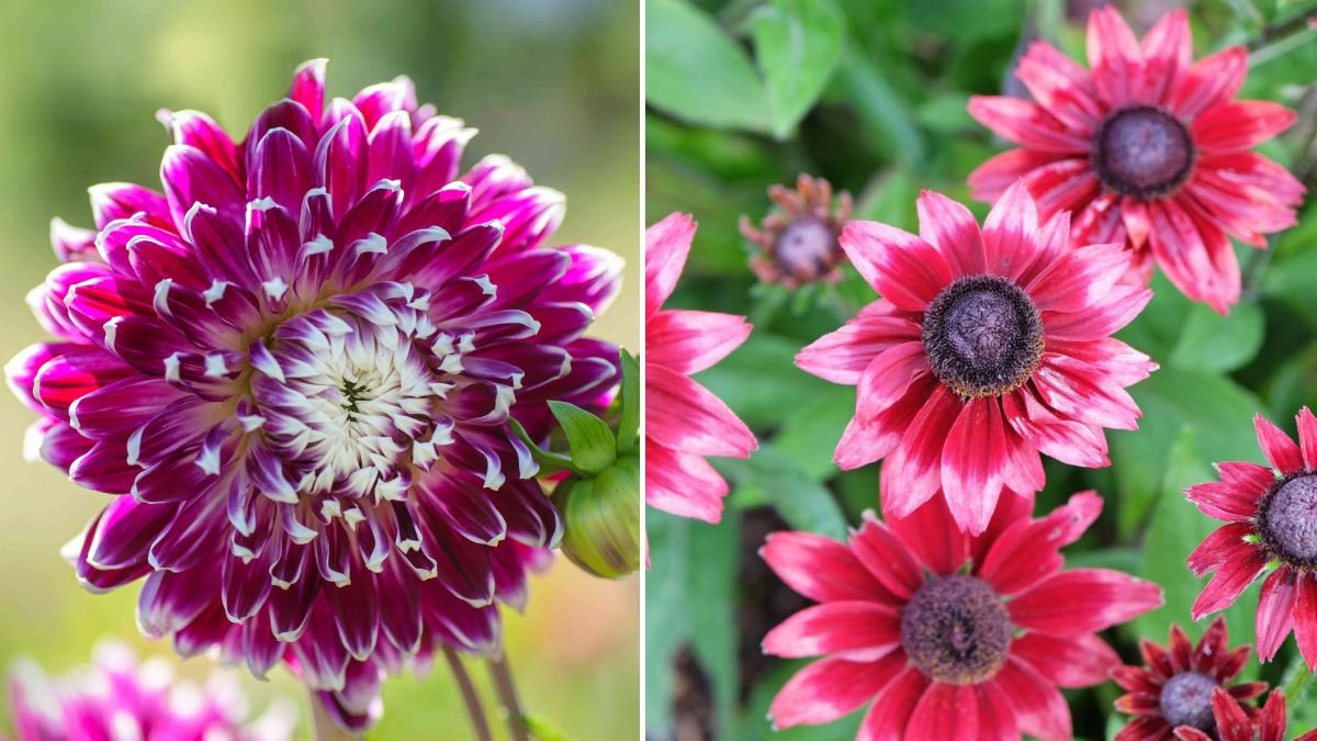 Top 10 Big Flowers for Your Garden — Grow Stunning Blooms That Wow