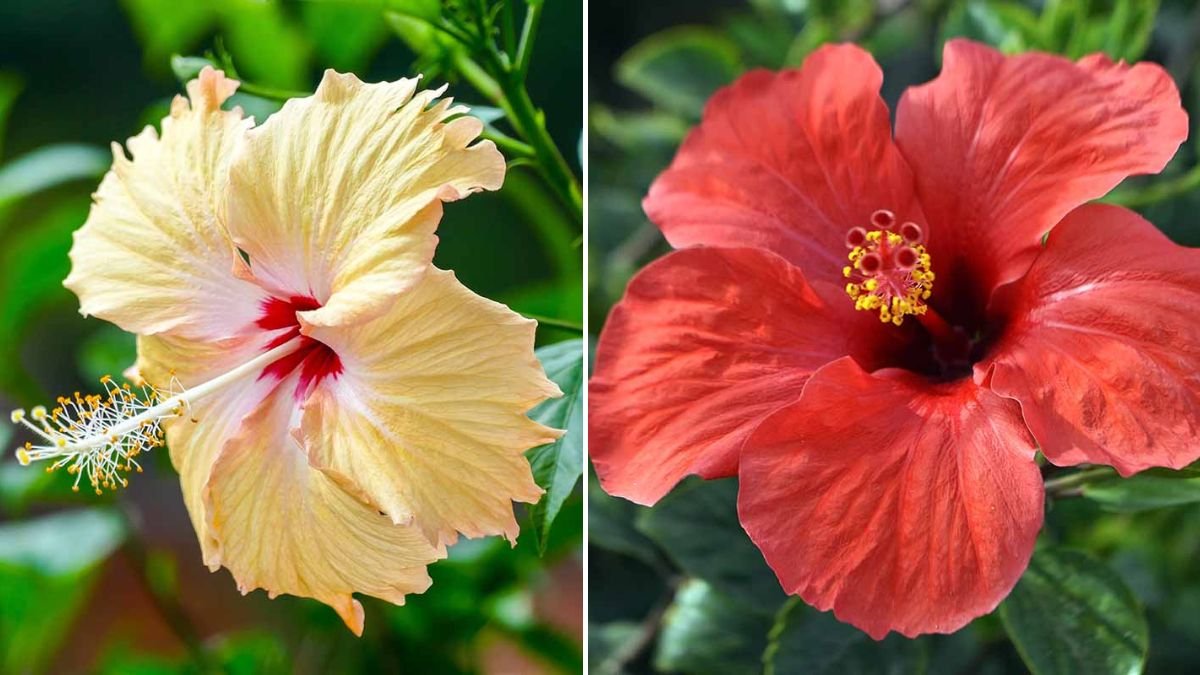 [FOCUS KEYWORD]: Why Hibiscus Is the Best Tropical Plant for Adding Color and Charm Indoors