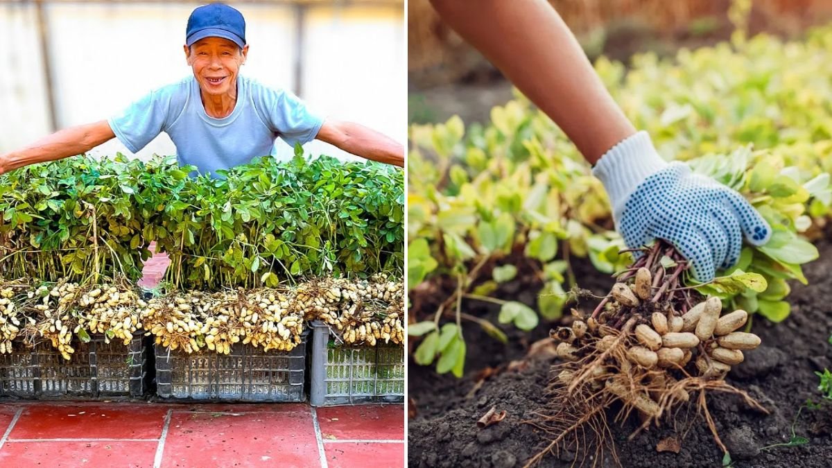 Super Easy Tips for Growing Peanuts at Home — High Yield Even Without a Garden