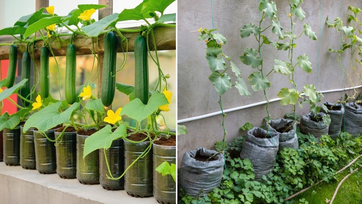 Grow Japanese Cucumbers at Home – Double Yield, No Care Needed!
