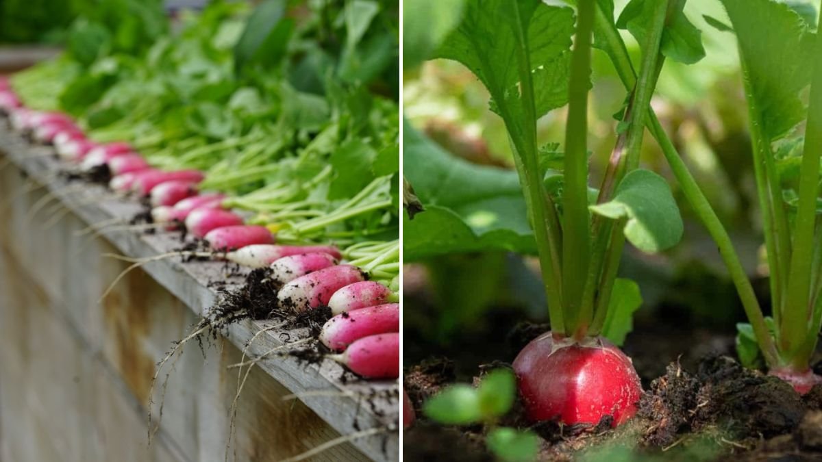 [FOCUS KEYWORD]: This Tip Lets Me Grow Big Radishes All Year — Double the Harvest!