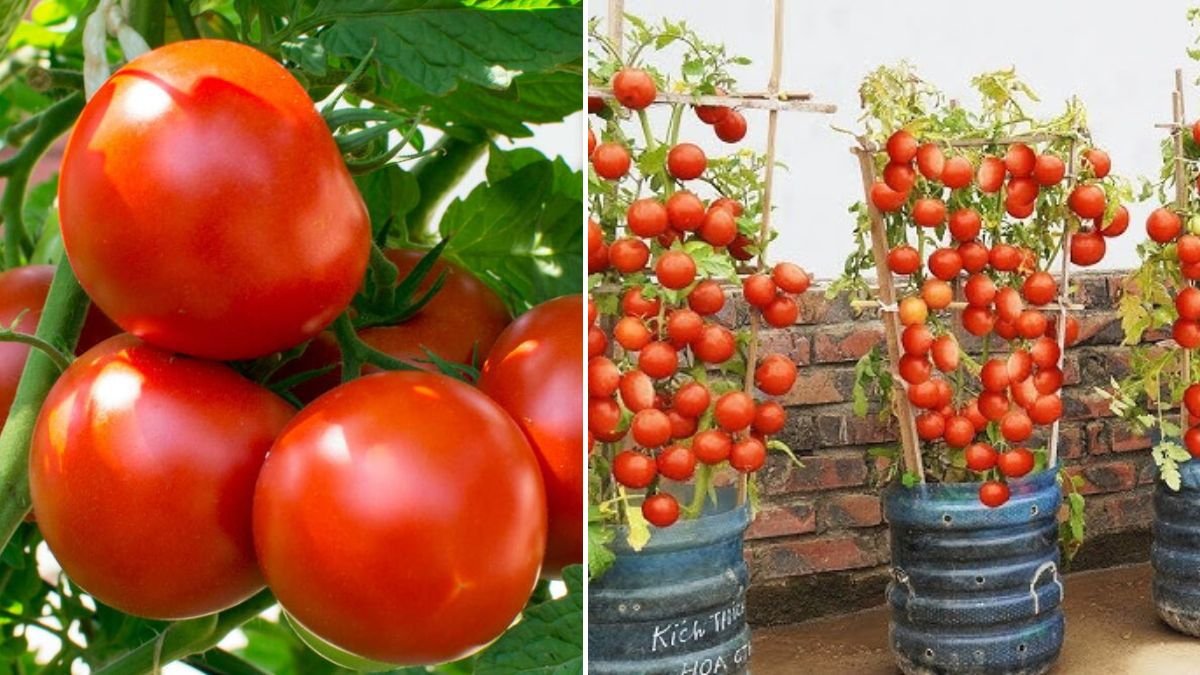 No Money, No Skills: 5 Super Easy Ways to Grow Tomatoes at Home — 100% Success Guide