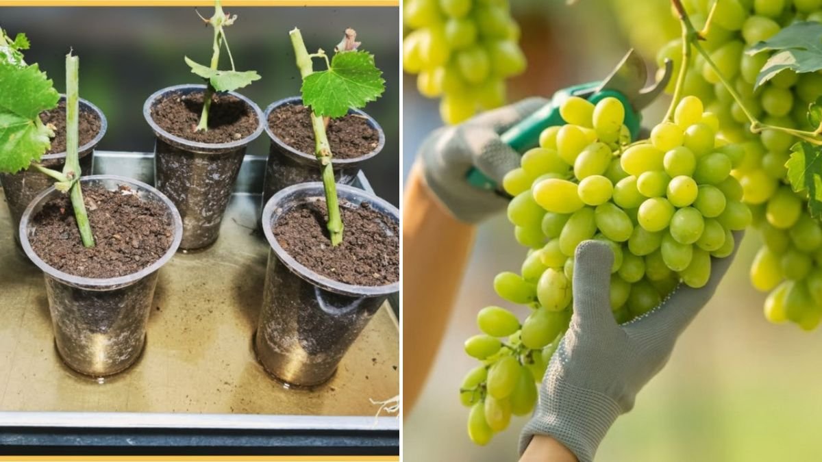 [FOCUS KEYWORD]: Secret to Propagating Grapes from Cuttings – 100% Success on the First Try!
