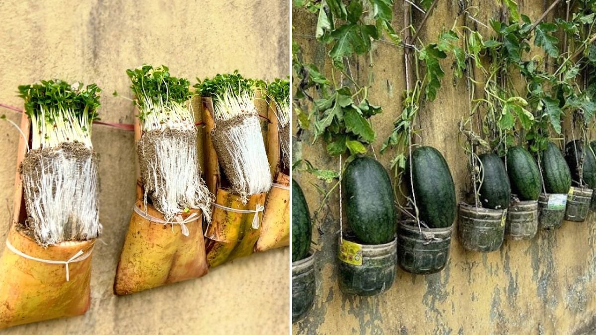 [FOCUS KEYWORD]: With Just Banana Sheaths and Sand, Grow Vegetables Super Fast – Sustainable Gardening Hack!