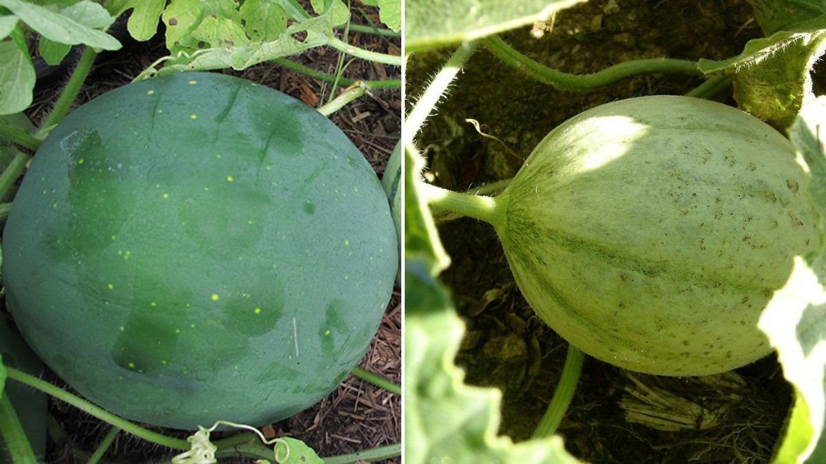 Grow Melons All Year Round Without Buying New Seedlings: How I Did It