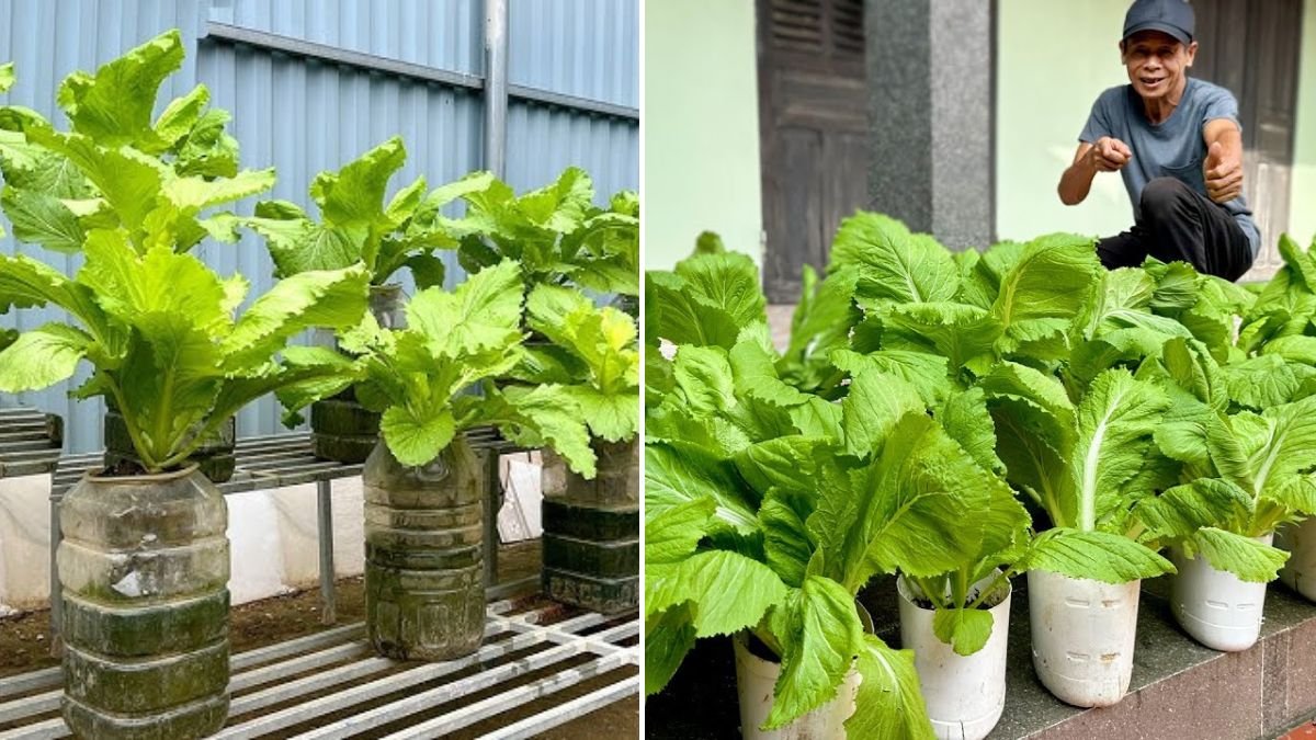 Grow Vegetables Super Fast With Just Sand and Water – [FOCUS KEYWORD] Secrets for Futuristic Gardening