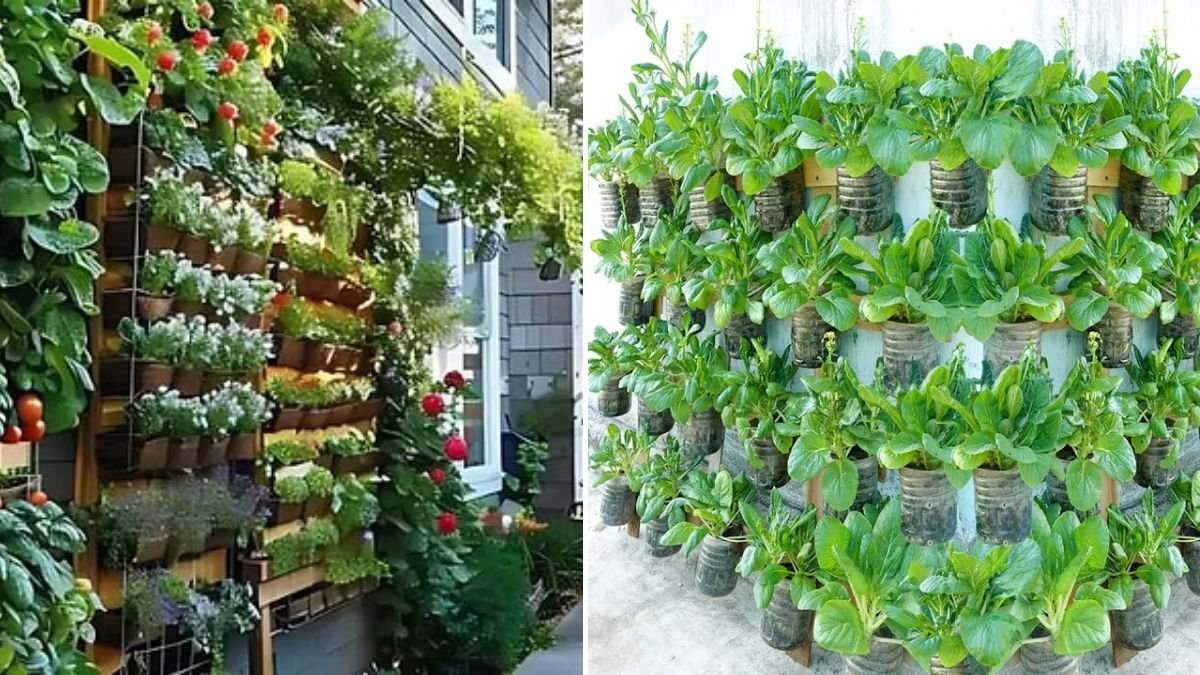 Super Creative — Turn Your Wall Into a Lush Green Vegetable Garden Easily at Home