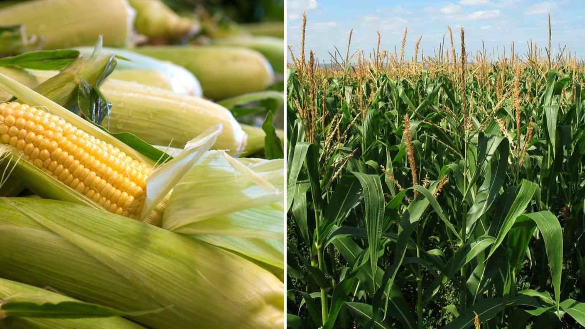 Plant Super High-Yield Corn at Home — Easy and Effective Method for Maximum Harvest