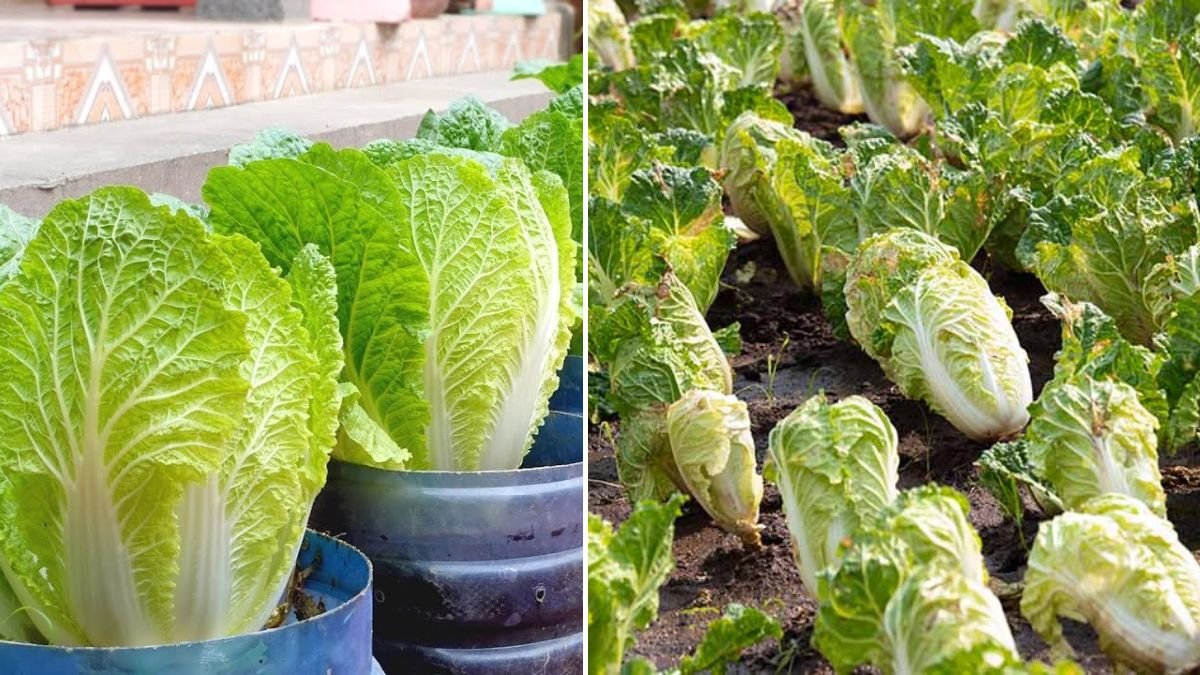 So Easy to Grow and So Delicious — Why You’ll Wish You Knew About Napa Cabbage Sooner!