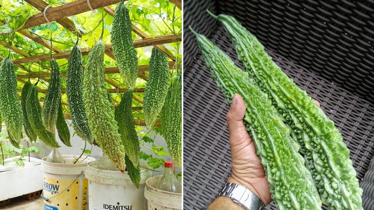 Shocking! Grow Bitter Melon This Way for 10X the Harvest – Don’t Miss Out!
