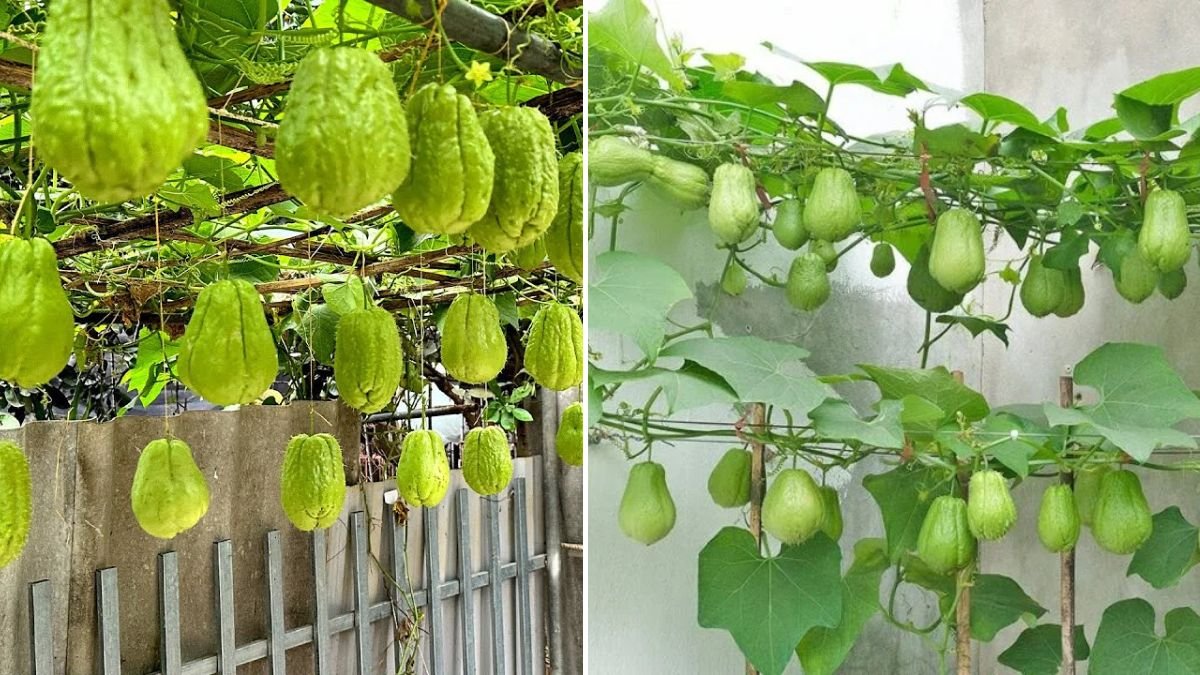 No Garden, No Money, No Skills – Here’s How I Grow Chayote at Home Easily