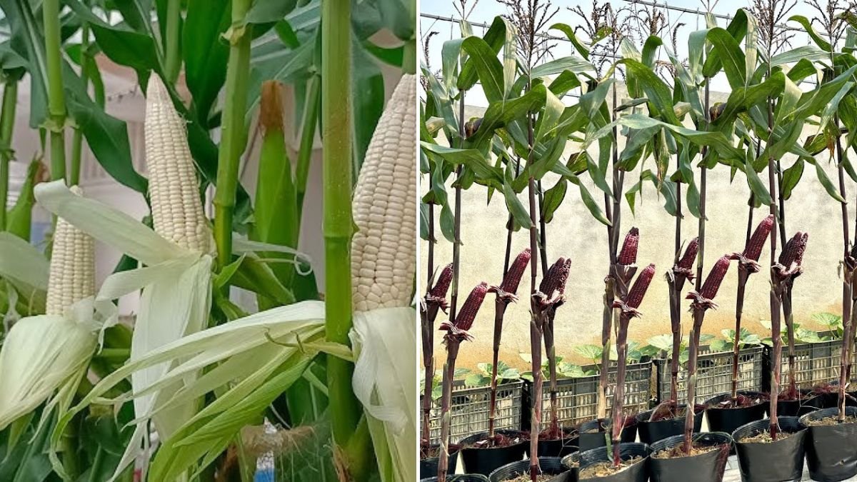 Why Did No One Tell Me That Growing Corn on the Rooftop Was This Easy?!