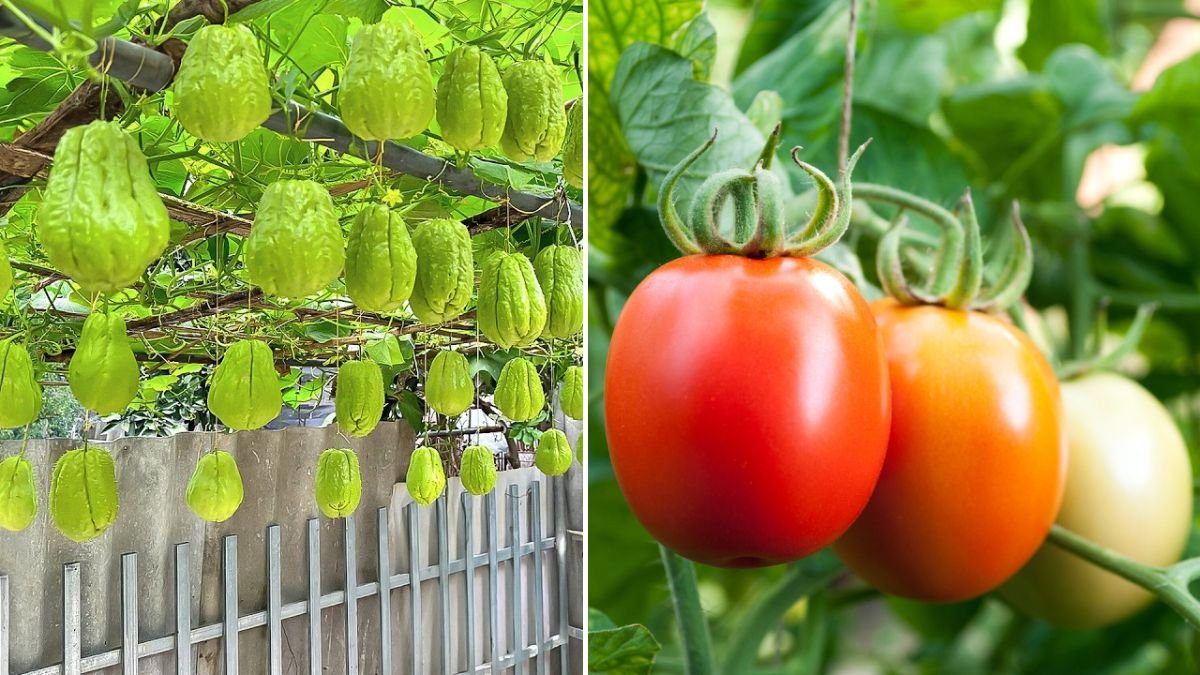 Shocking! This Simple Trick Made My Tomatoes & Chayotes Produce 3X More