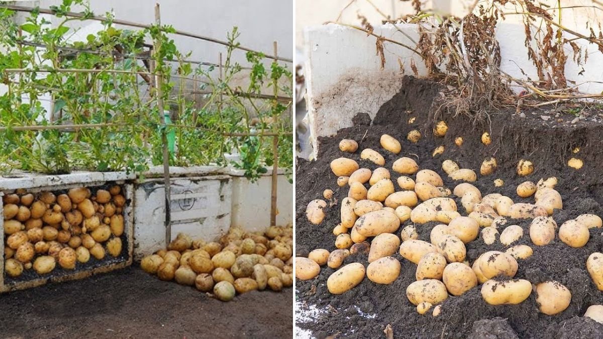 I Grew Potatoes and Chayote in Styrofoam Boxes, and the Results Shocked Me!
