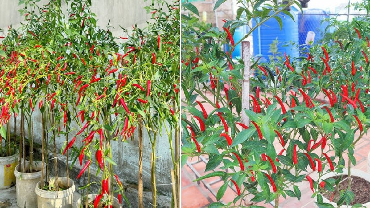 Growing Chili Peppers with 5× Yield — You’ve Never Heard of This Method Before!