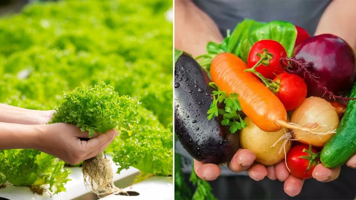 I Grew 100% of My Own Fresh Vegetables Using This Method!