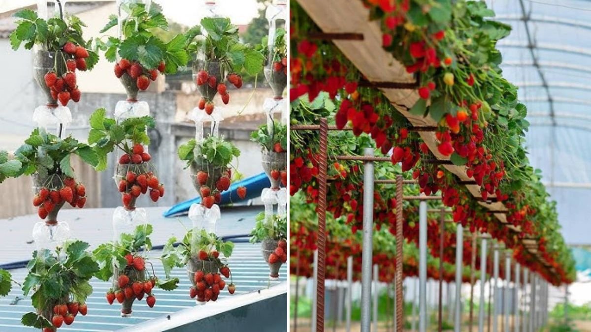 99% of People Who Tried This Method Never Had to Buy Vegetables Again!