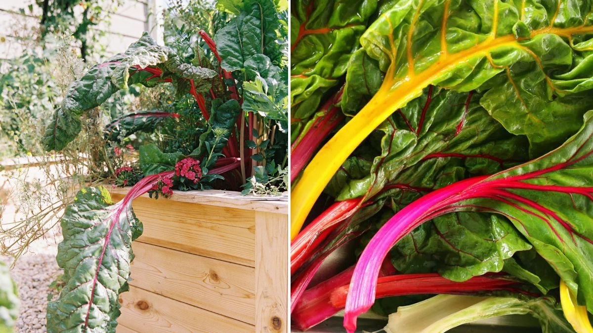 No Garden Needed! Grow Rainbow Chard Anywhere with This Simple Trick
