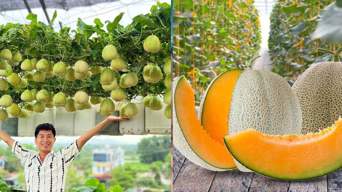 Lots of Fruit, Crispy and Super Sweet – This Specialty Melon Is Extremely Easy to Grow