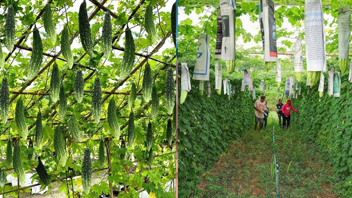 Simplest and Most Effective Tip to Make Bitter Gourd Trellis for Non-Stop Fruits