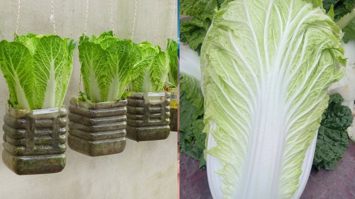 Great Tip for Growing Napa Cabbage in Small Pots – Big Results – Anyone Can Do It!