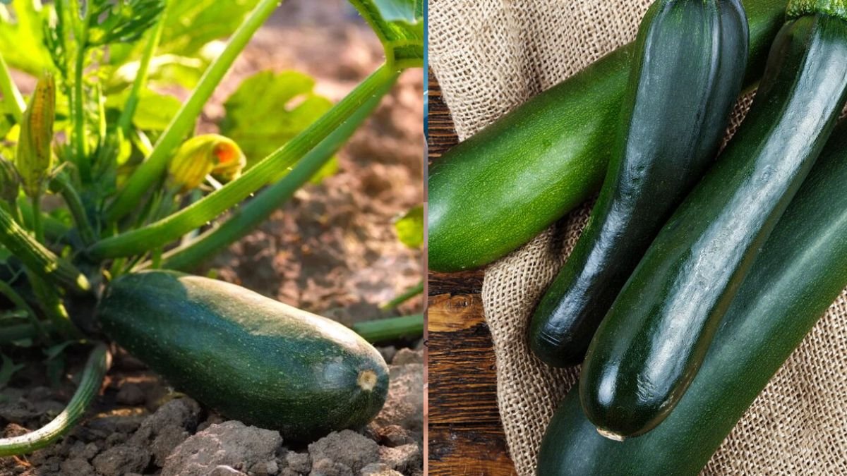How to Avoid Mistakes When Growing Gourds and Zucchini, Ensuring Lots of Fruit