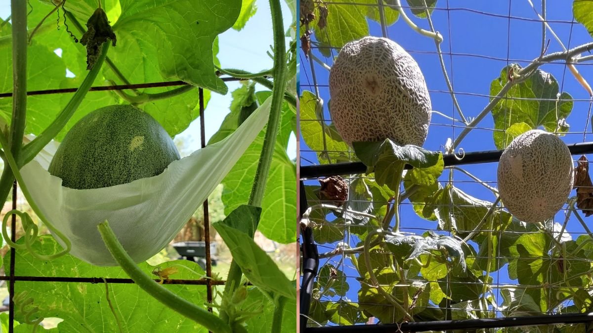 Design Unique Dome Trellis to Grow Super Beautiful Melons with Immense Sweet Fruit