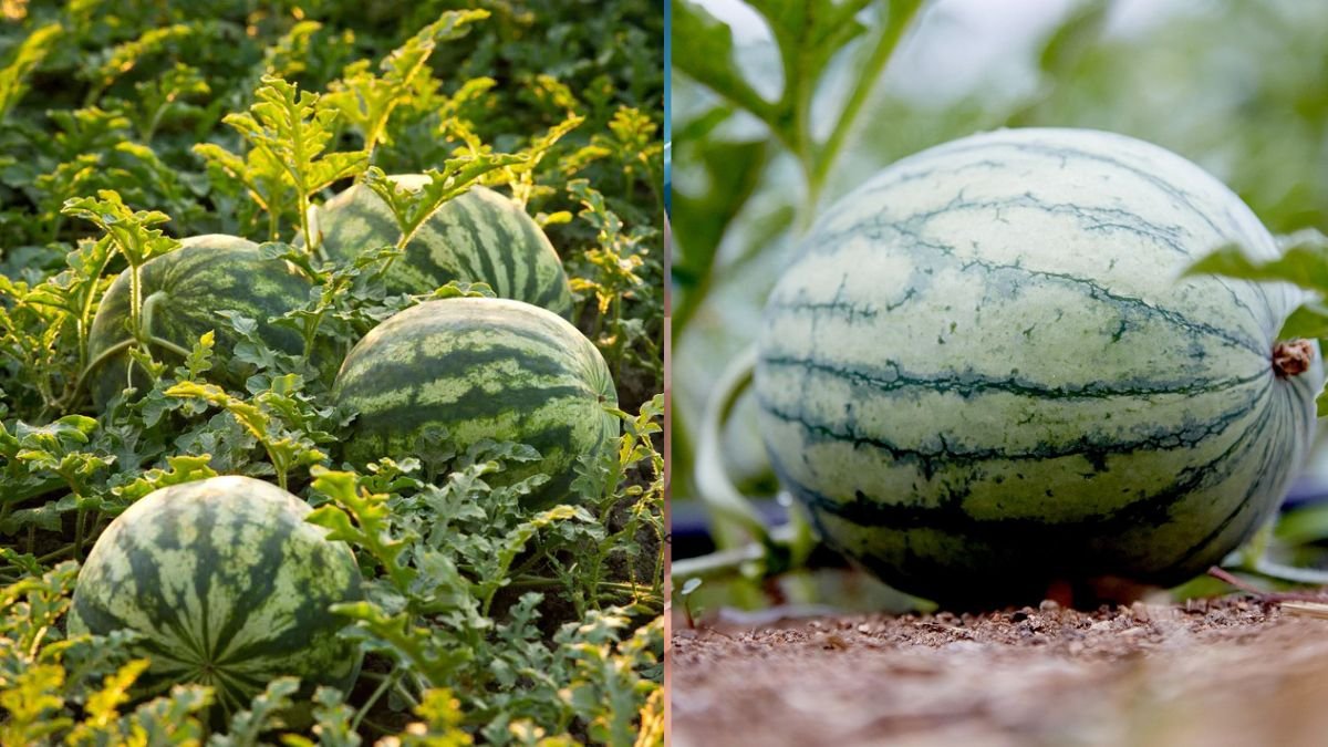 Summer Melon Growing Tips for Beginners — Easy, Fast, and Juicy Harvests