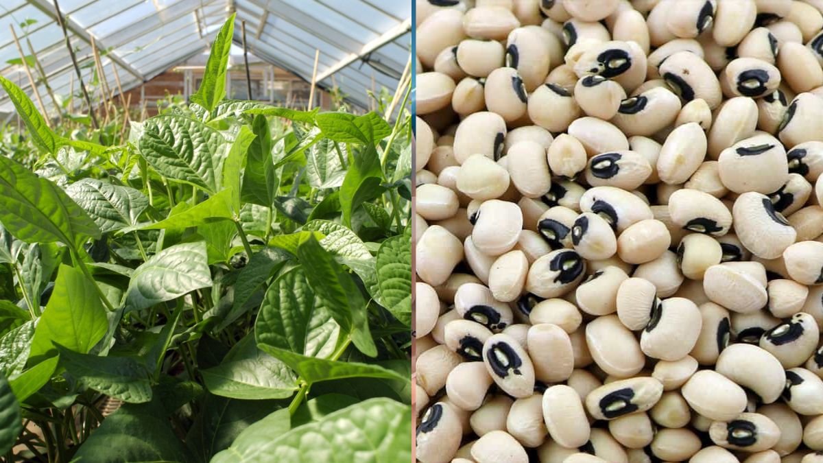 Unbelievable! How to Grow Off-Season Cowpeas at Home — Simple & Effective