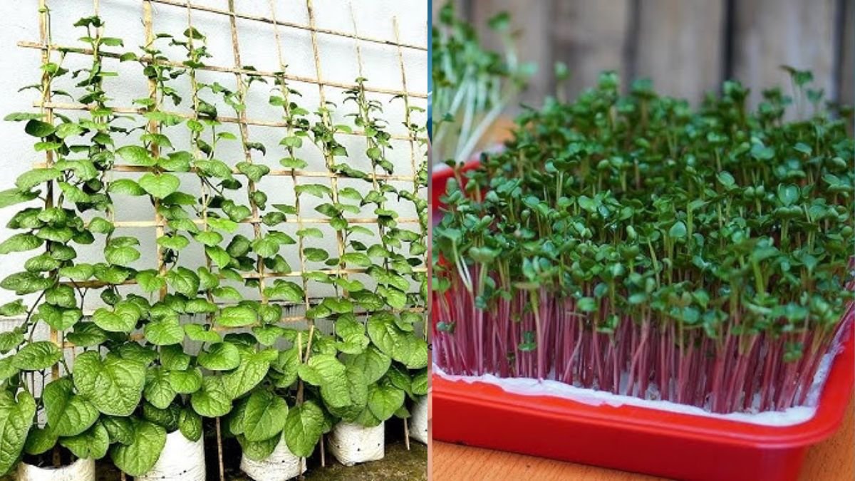 Grow Fresh Vegetables Without a Garden for Free – Smart & No‑Cost Method