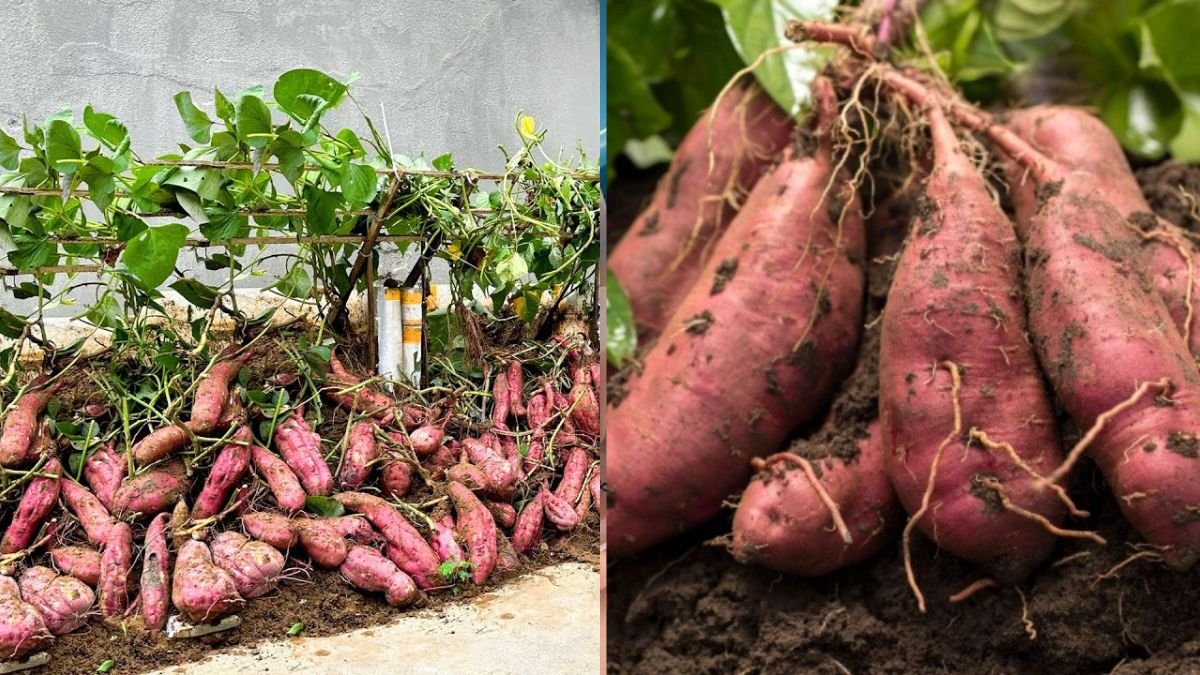 Tips Growing Sweet Potatoes Few People Know — No Cost, Penny‑Friendly, Unbelievably Effective!