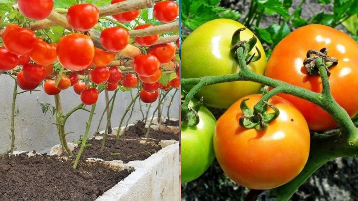 Get Ahead Of New Way Growing Tomatoes, 10 Times Breakthrough Yield, Don’t Miss!